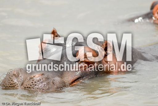 Flusspferd (50 von 104).jpg